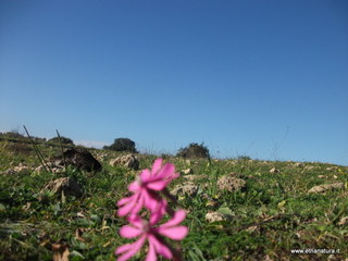 tapiccola-13-01-2013 09-23-41